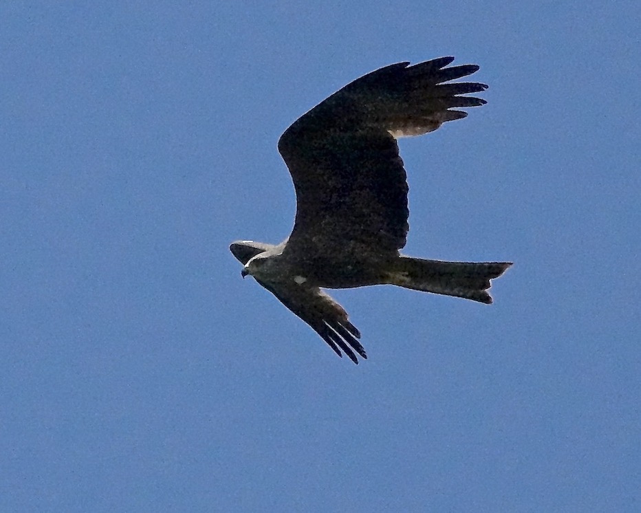 black kite